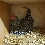 Apartman Muehlebnerhof Ramsau am Dachstein