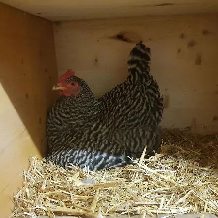 Lägenhet Muehlebnerhof Ramsau am Dachstein