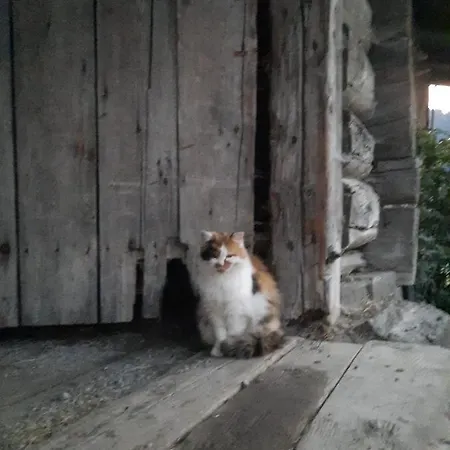 Muehlebnerhof Ramsau am Dachstein