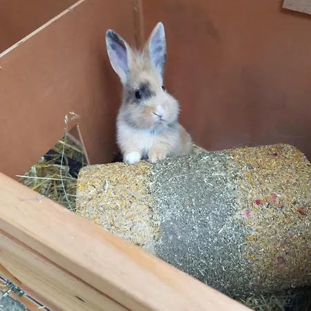 Muehlebnerhof * Ramsau am Dachstein