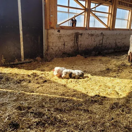 Muehlebnerhof Lägenhet