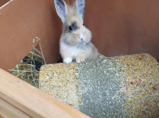 Muehlebnerhof * Рамзау